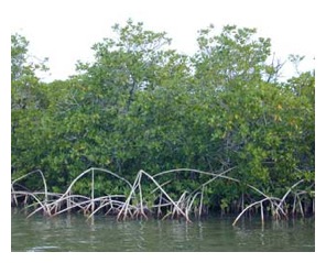 Mangrove immport